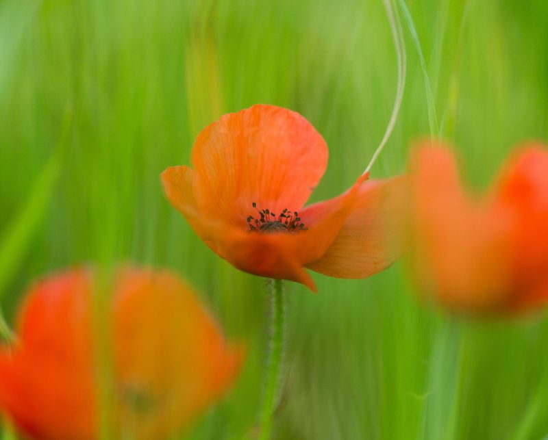 Cowes ANZAC Day events post image