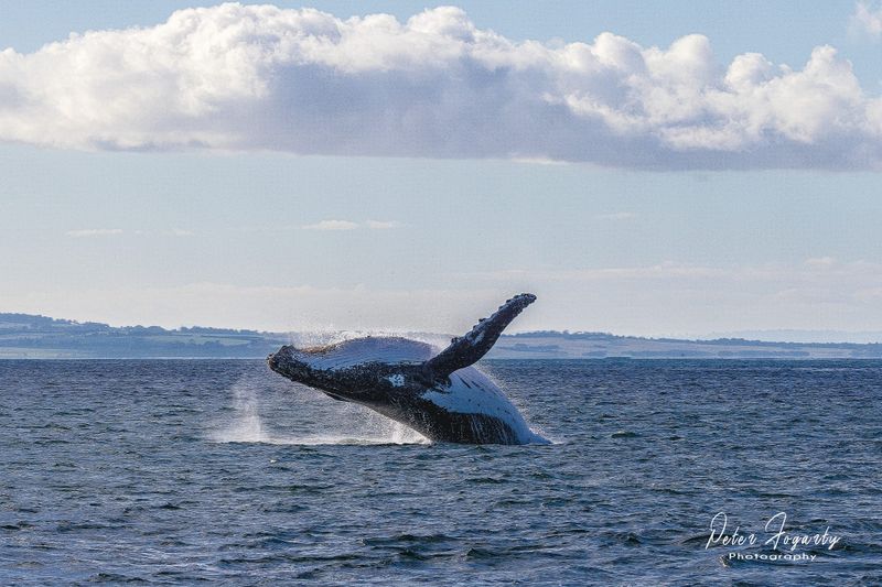 Phillip Island Whale Festival post image