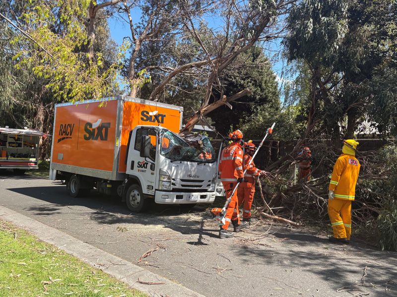 Couple narrowly escape tree crush post image