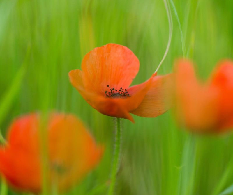ANZAC Day Bass post image
