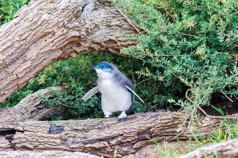 Summerland Peninsula Masterplan - consultation post image