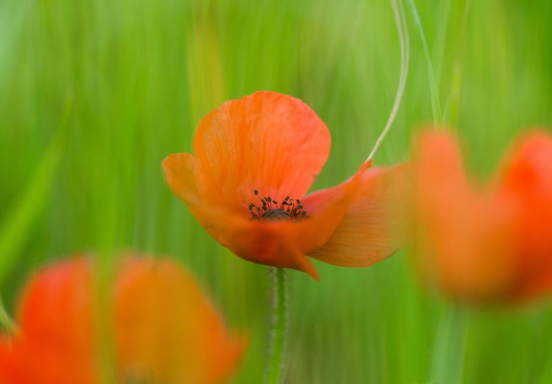 ANZAC Day San Remo post image