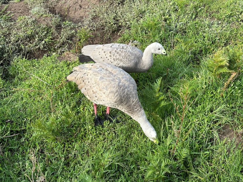 Push grows for lower speed limits to reduce roadkill post image