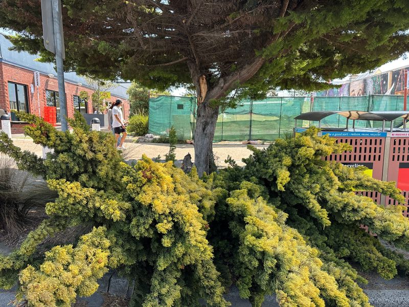 Another Golden Cypress damaged in Cowes post image