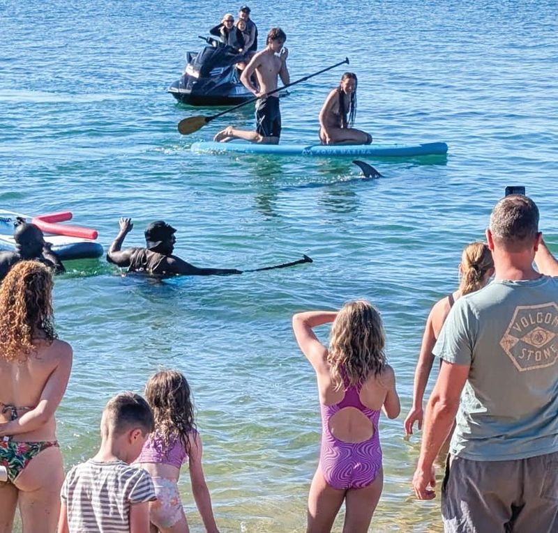 Keep your distance from dolphins post image