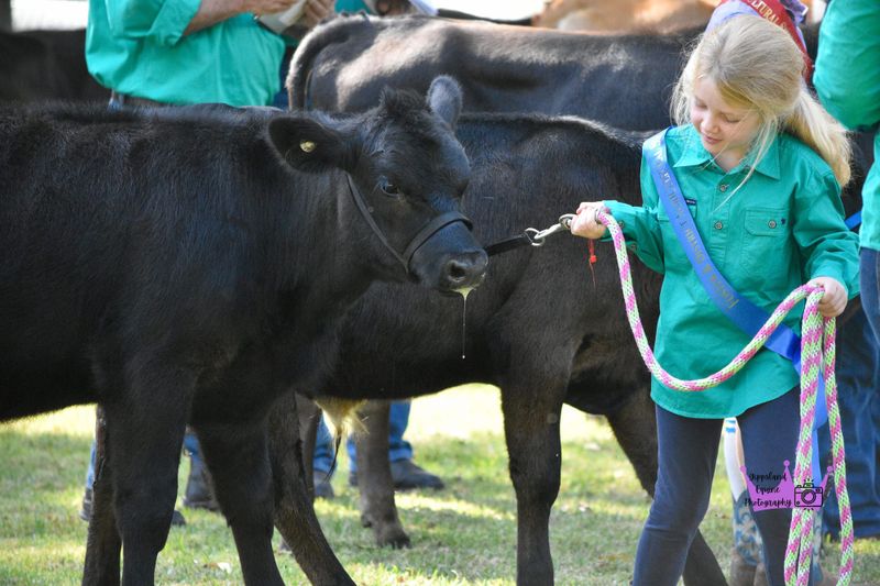 Enjoy a fabulous show day at Foster post image