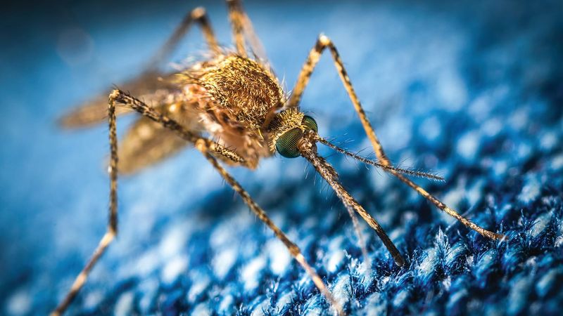 Mozzies are out again post image