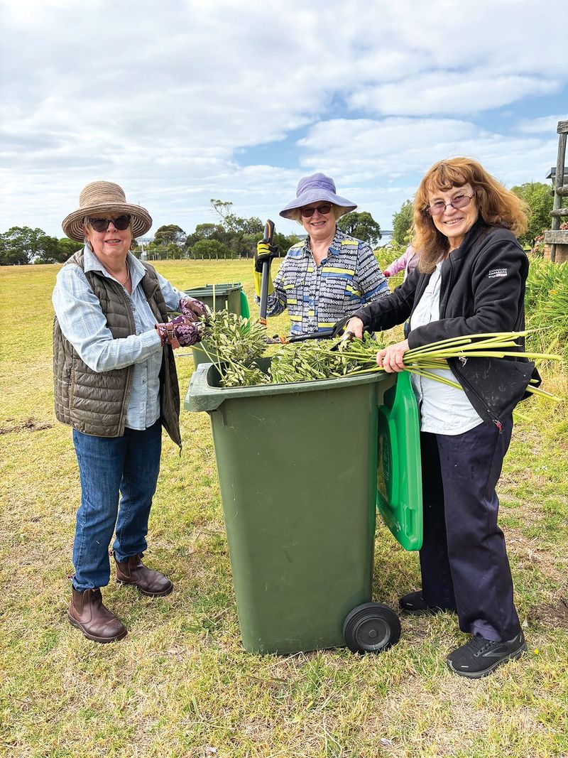 Time to deadhead your agapanthus post image