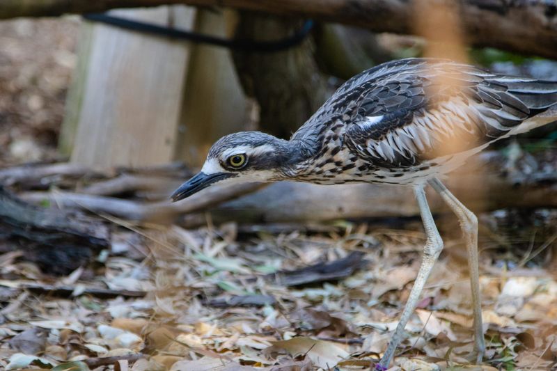 How to help the curlew post image