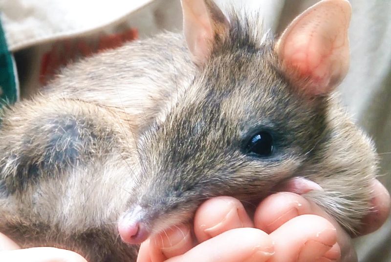 Bandicoot breeding boosts island population post image