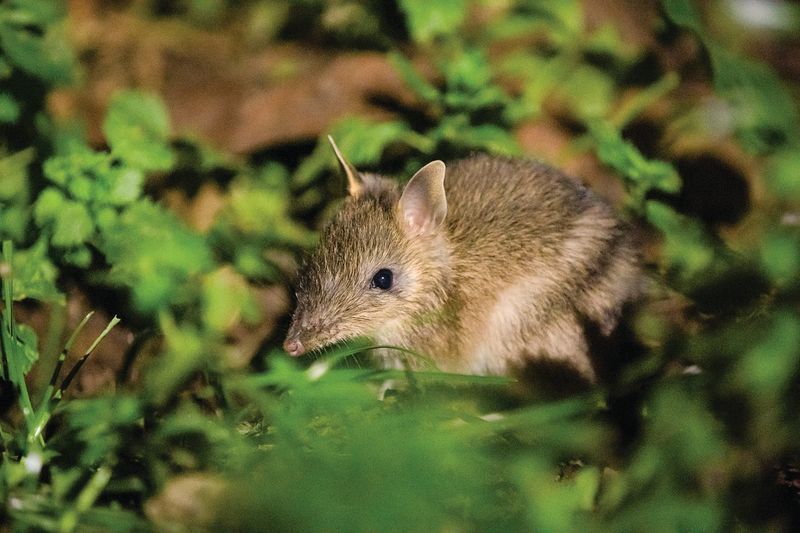 Bandicoots get a boost post image