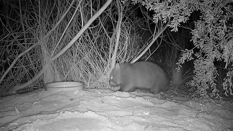 Another petition on San Remo wombats post image