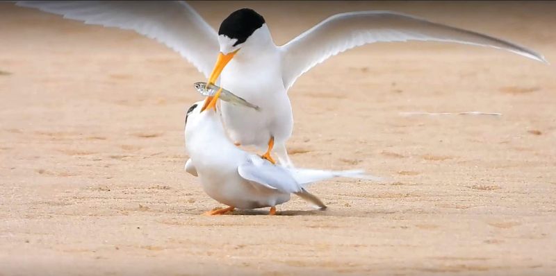 Phillip Island "critical" to bird species post image