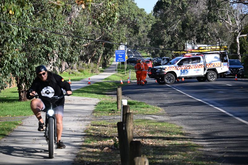 Road management questioned after tree falls again post image