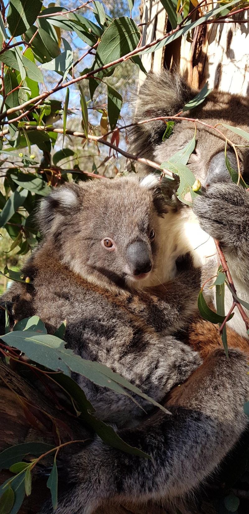 Friends of Koalas AGM post image