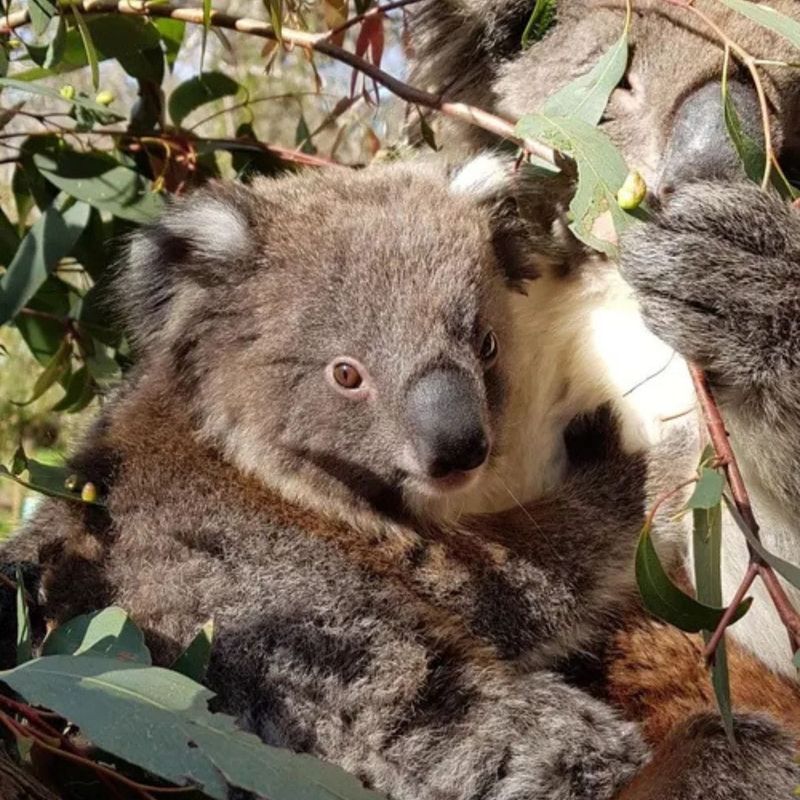 Friends of Koalas AGM - 23rd May post image