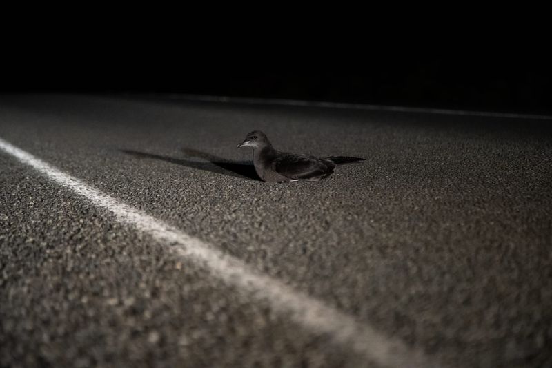 New research explains shearwater mass deaths post image
