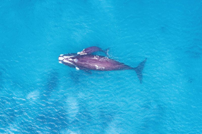 Whale season ahead: boat with care post image