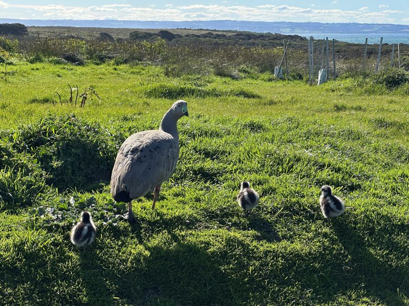Licence to cull geese numbers plummet on island post image