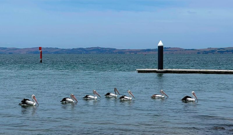 Count pelicans for PeliCount 2026 post image