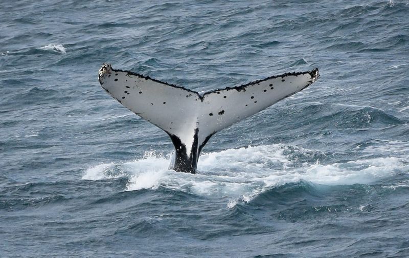 An adults' guide to the 2026 Island Whale Festival post image