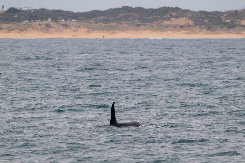 Killer whales in focus post image
