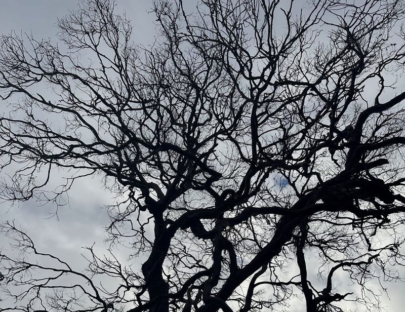 It's not good news for Phillip Island's trees post image