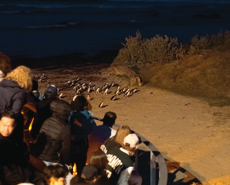 Global penguin conference will boost local economy post image