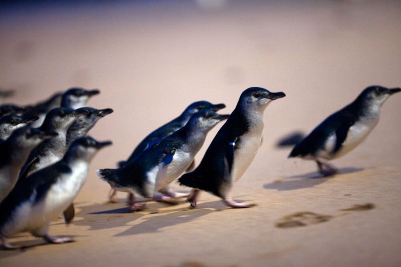 Bird flu is here: Vaccinations to protect penguins post image
