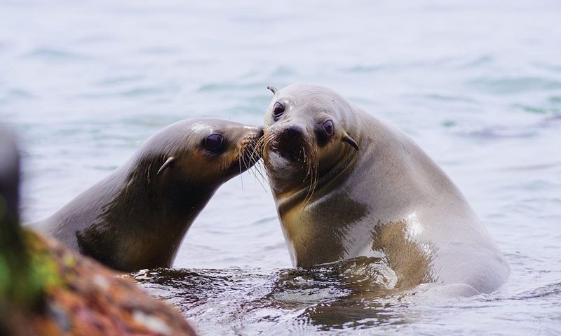 Watchful eye over other species post image