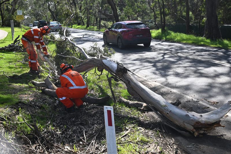 Large tree branch collapses on Phillip Island Road post image