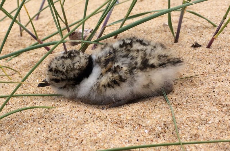 Is the hooded plover population in decline? post image