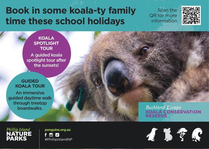 Koala Conservation Reserve – Guided Tours post image