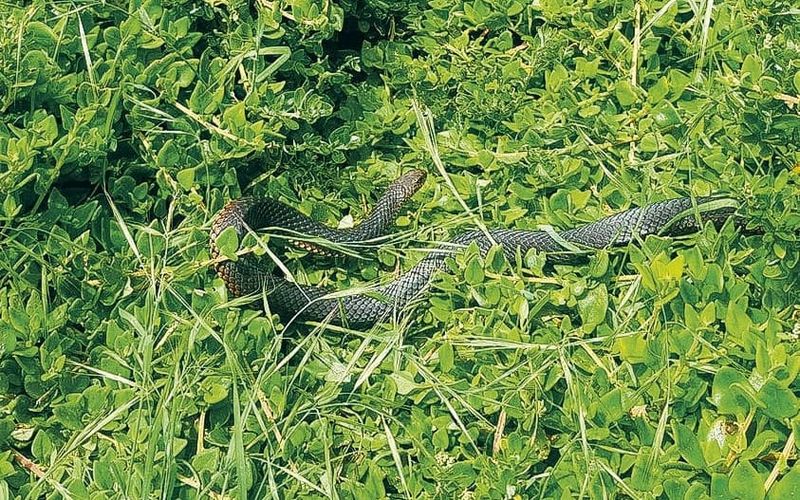Snakes are on the move post image