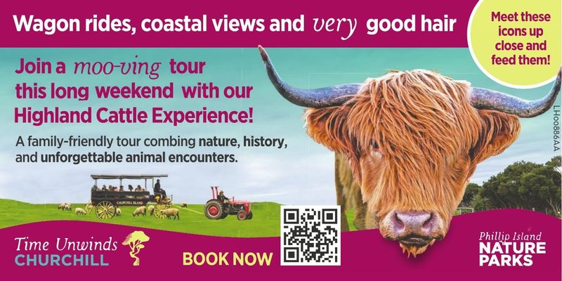 Highland Cattle Experience – Churchill Island post image