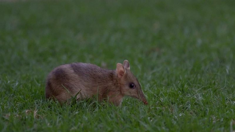 See the bandicoots of Churchill Island post image