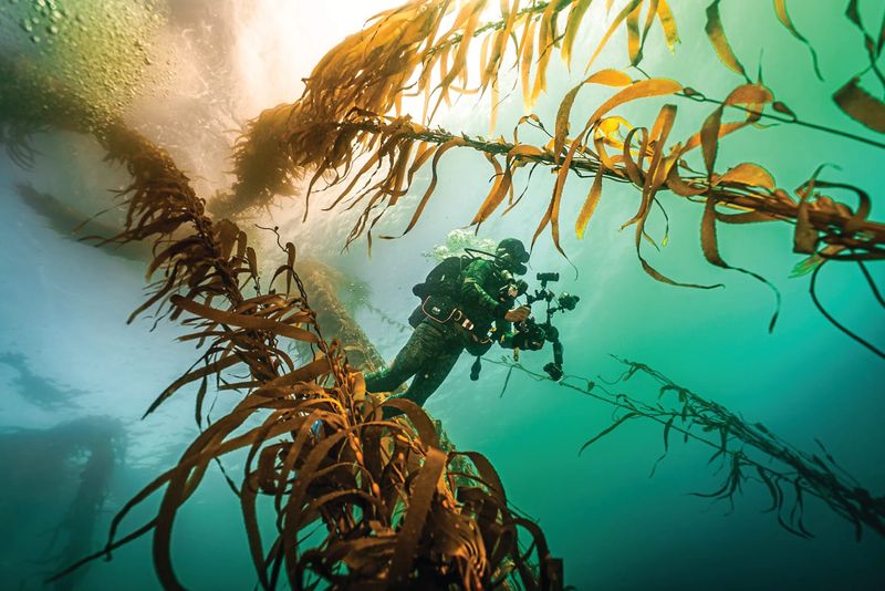 Help the kelp: new project launched to restore island's marine habitat post image