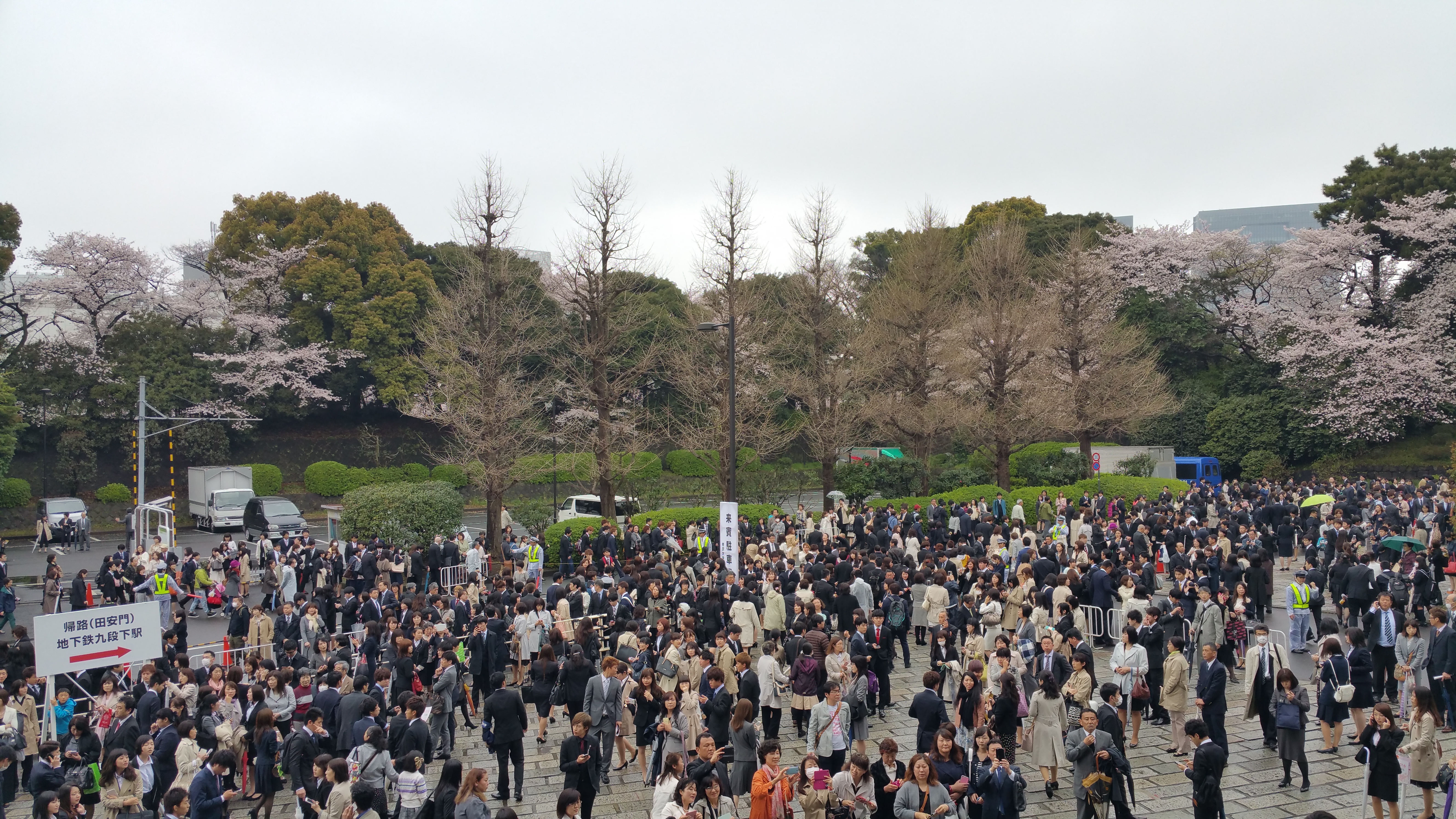 Chidorigafuchi cherry tree