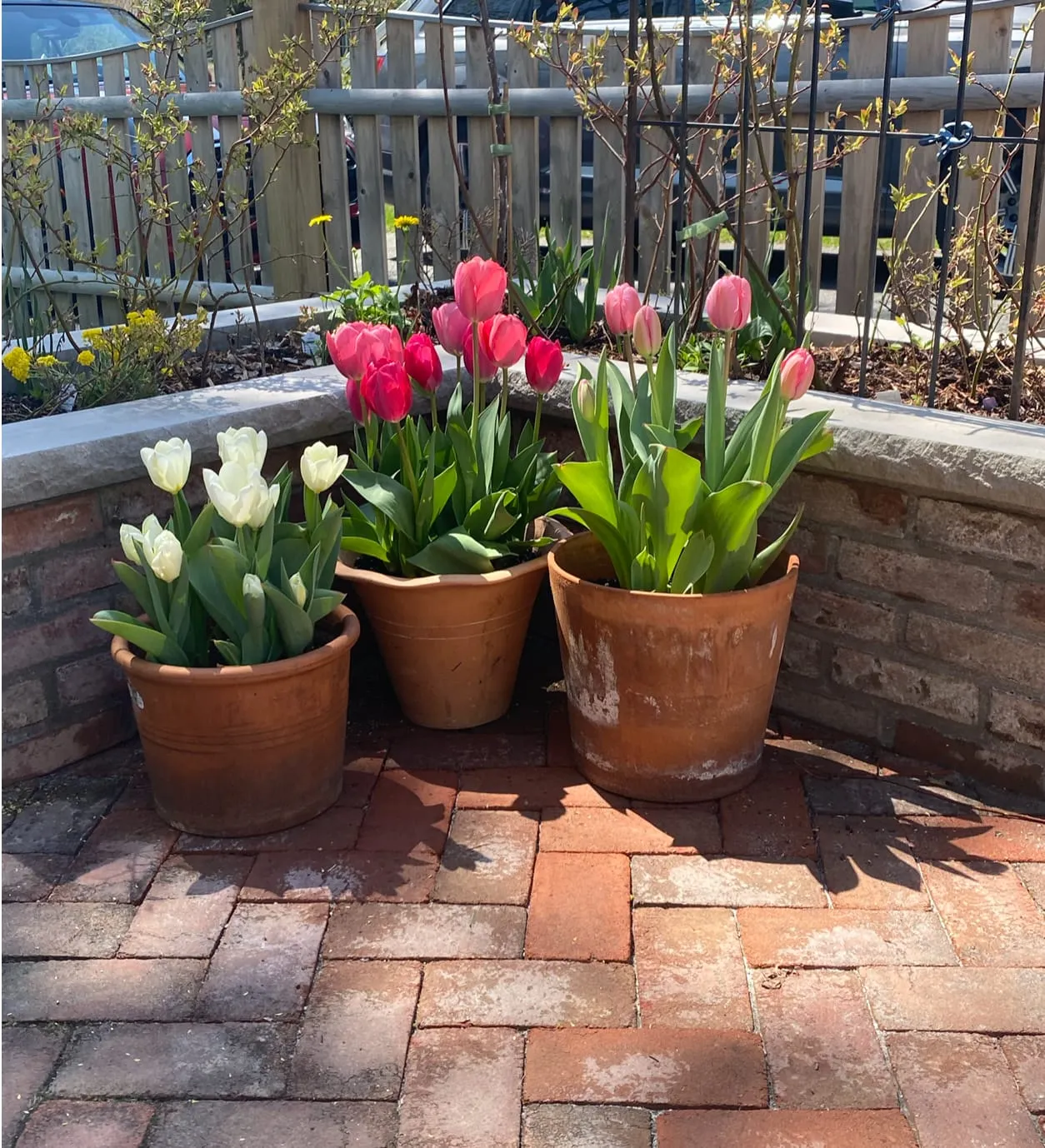 COLLEEN'S GARDEN: Think spring!