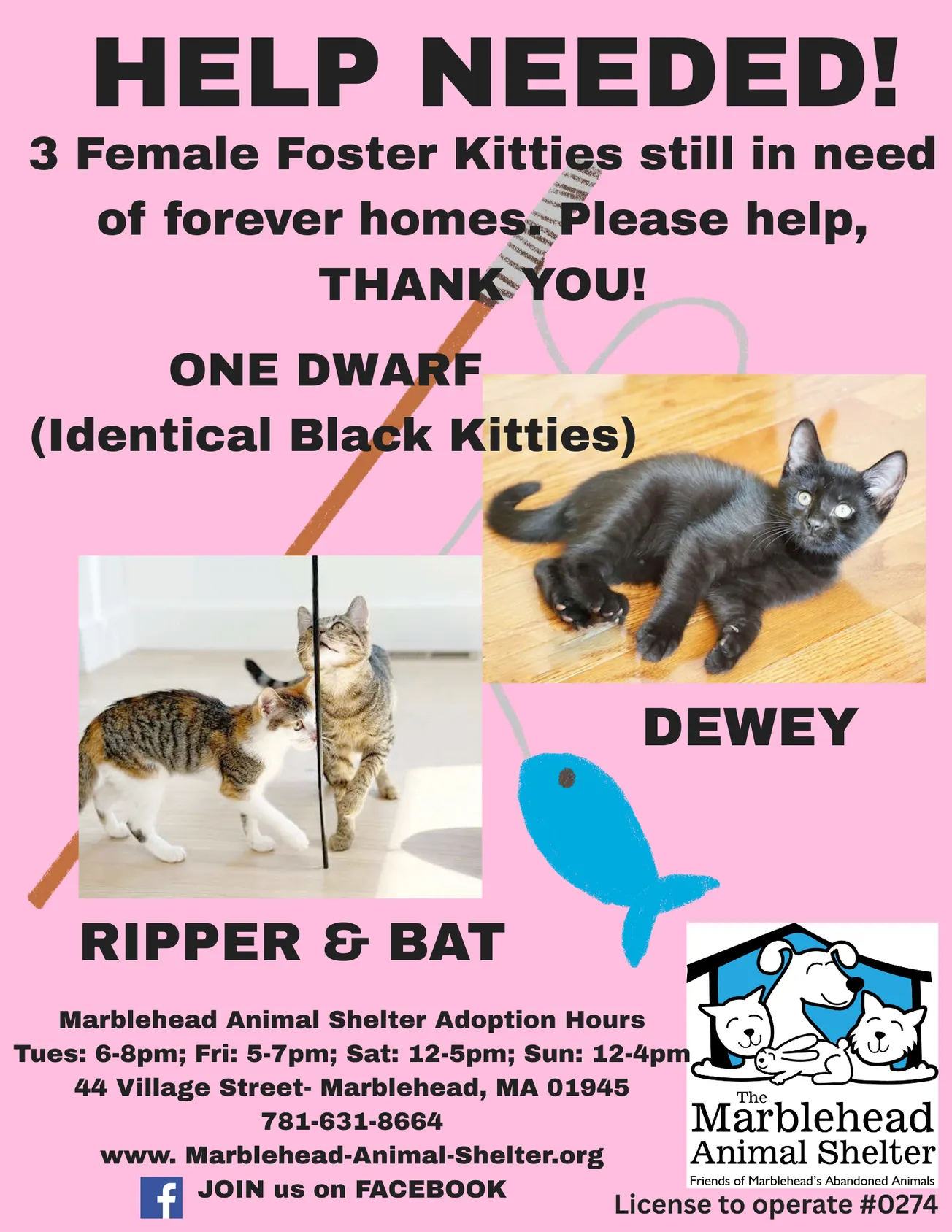 Three female foster kittens need homes