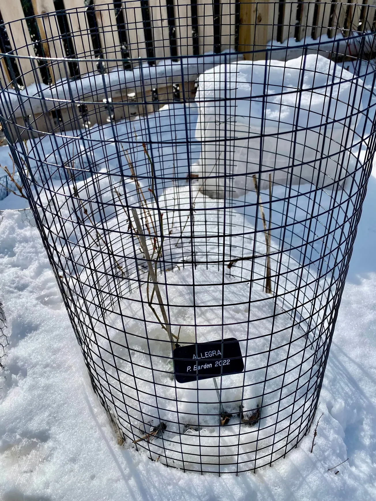 COLLEEN’S GARDEN: Those darn bunnies!