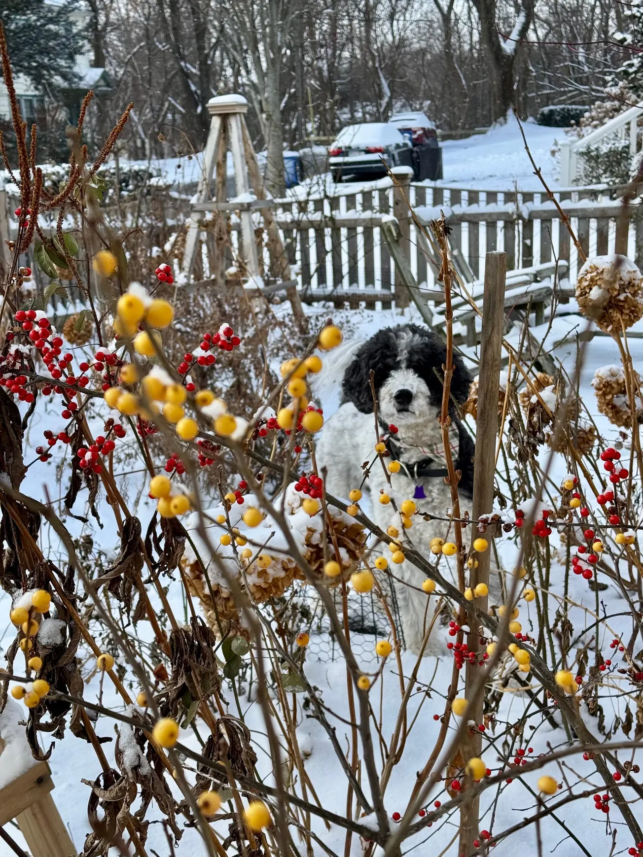 COLLEEN'S GARDEN: Wrapping it up!