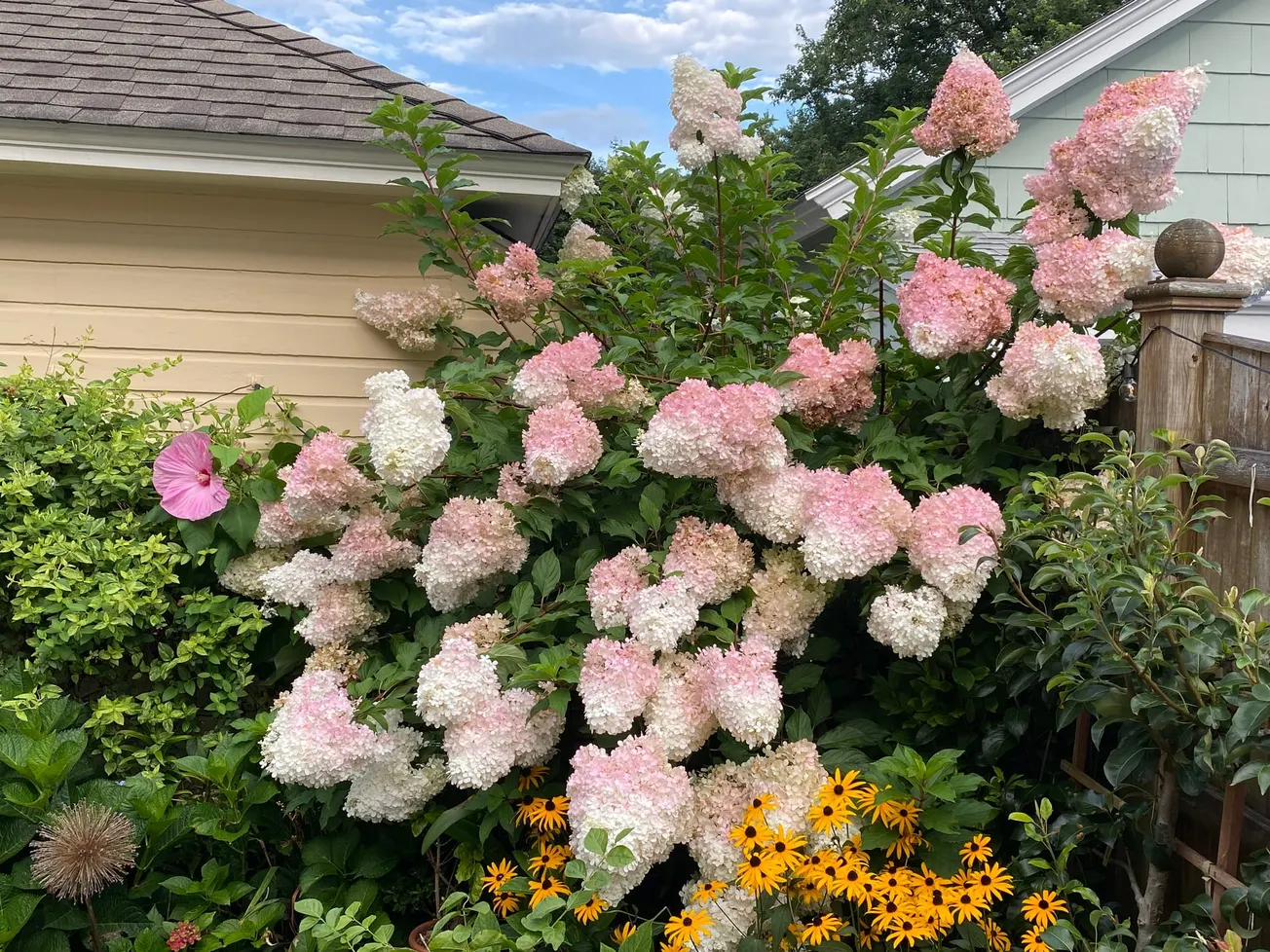 COLLEENS GARDEN: Early blooms and  March must-dos