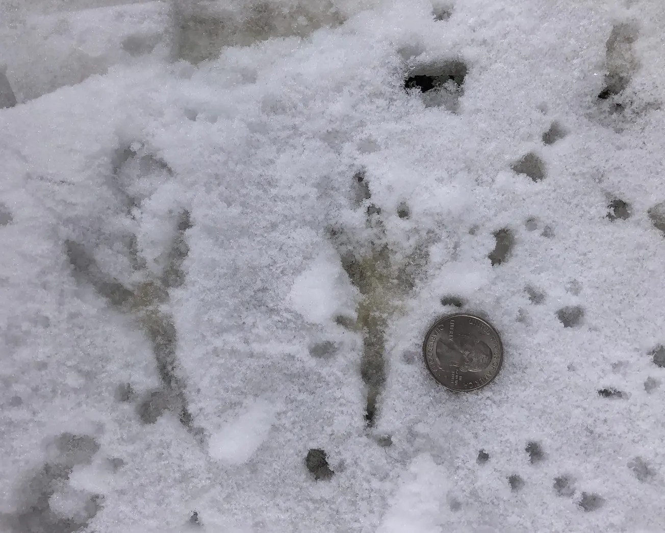 WENDALL IN THE WILD: The stories written in snow