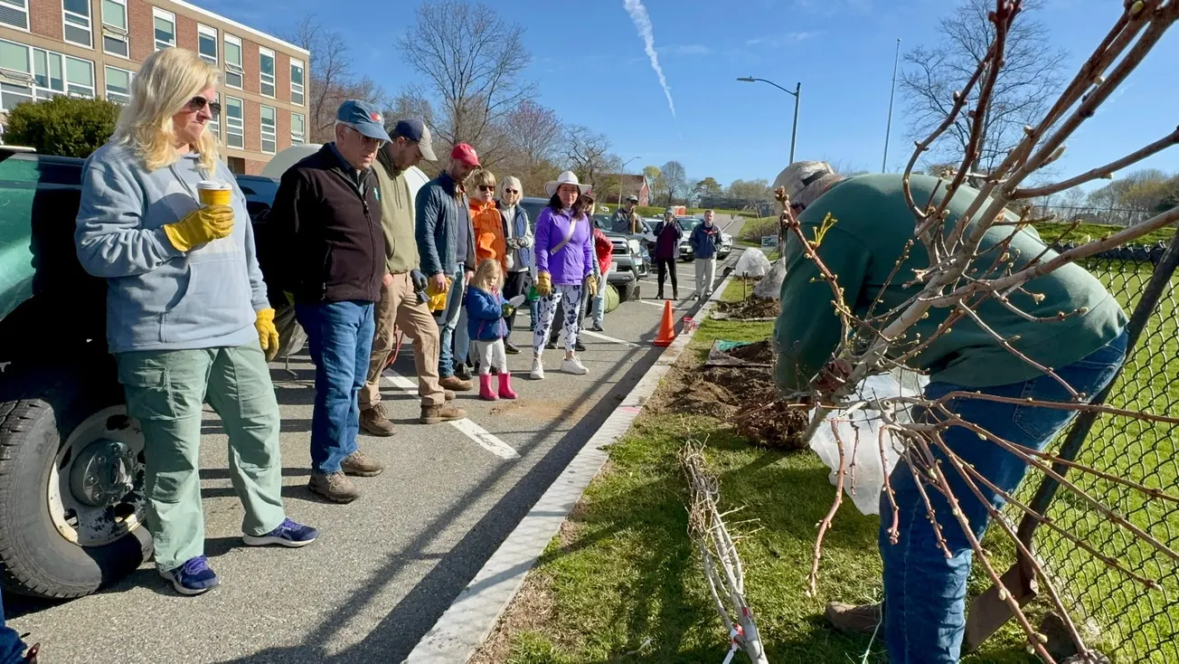 SPUR, Sustainable Marblehead mark Arbor Day with tree plantings, cleanups