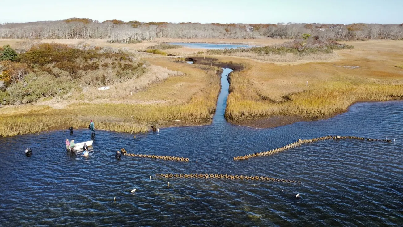 After more than a century, oysters may make comeback to Marblehead harbors