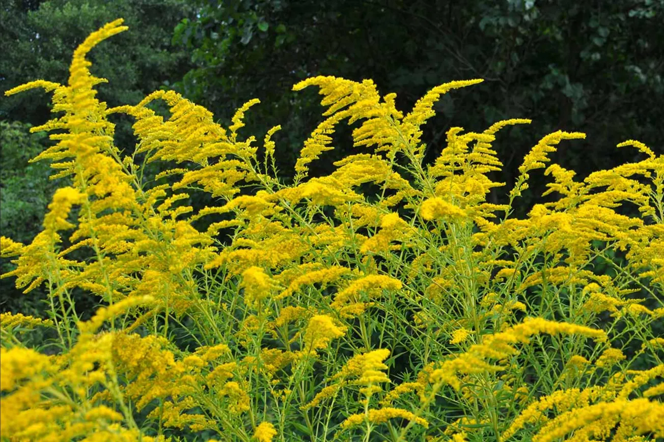 New nonprofit looks to add native plants, pollinators to town parks