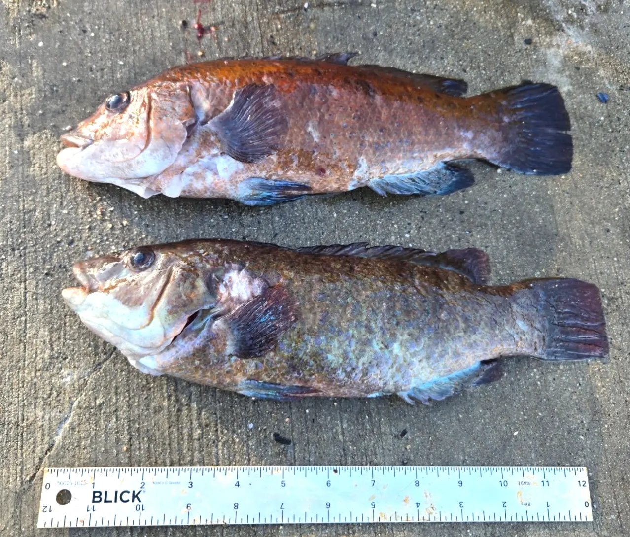 BENEATH THE BLUE: Colorful cunner hide along rocky New England shores