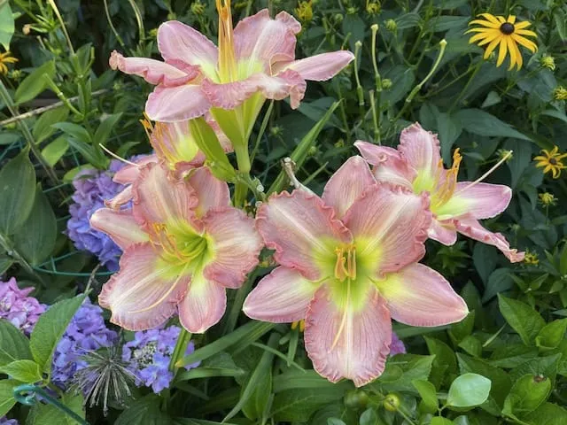 COLLEEN'S GARDEN: Roses find new sun as daylilies steal the show