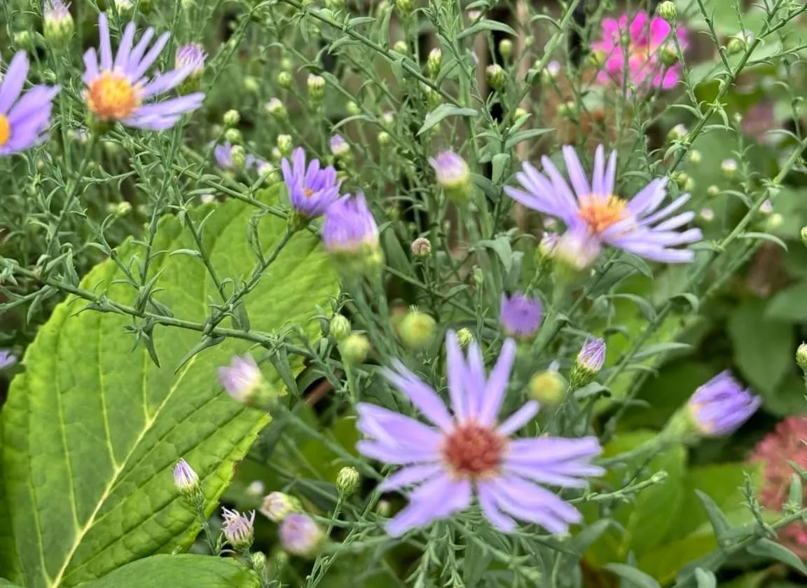COLLEEN'S GARDEN: Fall color, rose trouble and September tasks